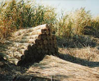 Schilf12
