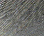 Schilf20